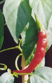 Capsicum annuum: European pointed chile variety