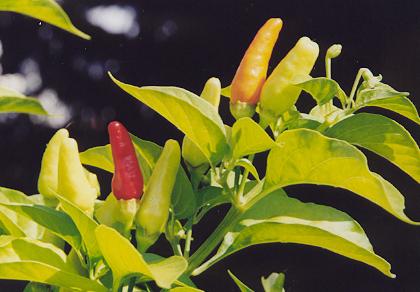 Capsicum frutescens: Tabasco relative from Hawaii