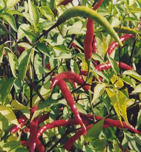 Capsicum annuum: Dearbol chili (Mexico)
