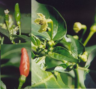 Capsicum chinense: Tobago bird pepper