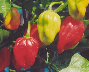 Capsicum chinense: Red Dominica Habanero Pepper