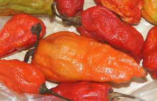 Capsicum chinense: Naga Jolokia Chili (schärfte Chili-Art der Welt), aus Tezpur/Assam/India