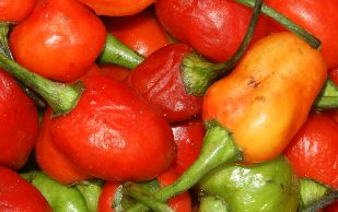 Capsicum chinense: Dalle/Akbari khorsani, Chilisorte aus Nepal