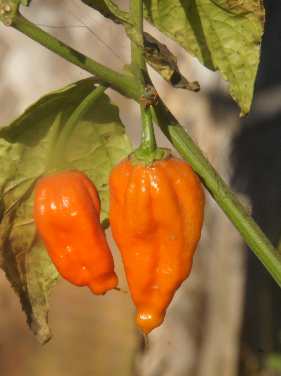 Capsicum chinense cf. Nagahari: Naga Jolokia chili growing in Nagaland