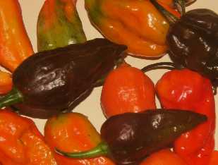 Capsicum chinense/frutescens: Umorok Chili (aus Imphal/Manipur/India, schärfter Chili der Welt, braune Schoten