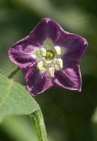Capsicum pubescens: Rocoto flower