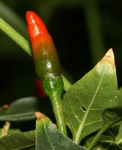 Capsicum frutescens: Reifende Chilischote