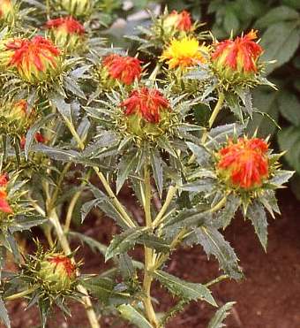 Carthamus tinctorius: Safflower plant