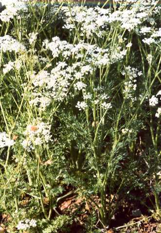 Carum carvi: Kuemmelpflanzen in Blüte