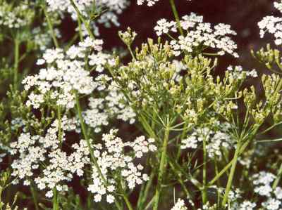 Carum carvi: Caraway plant with fruits and flowers