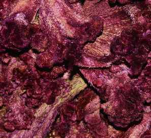 Celosia argentea: Getrocknete Blüten des Hahnenkamms