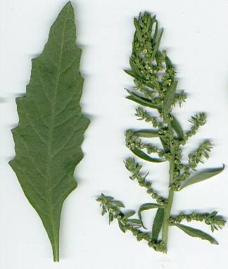 Chenopodium ambrosioides: Jesuitentee (Blatt, Blüten)