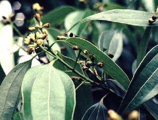Cinnamomum cassia: Kassienblüten