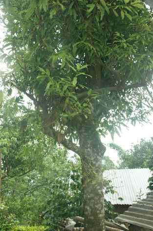 Cinnamomum tamala: Indonesian laurel tree