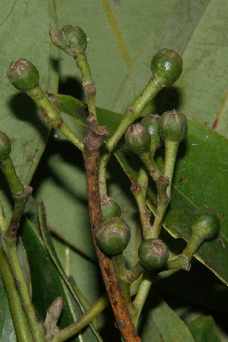 Cinnamomum tamala: Unreife Früchte von indonesischm Lorbeer