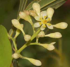 Cinnamomum tamala: Indischer Lorbeer, Blatt und Blüte (tezpat)