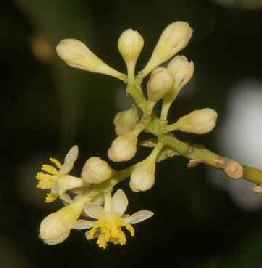 Cinnamomum tamala: Indian laurel inflorescence