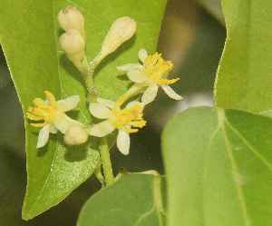 Cinnamomum tamala: Blüten des indischen Lorbeerbaums (tejpatta)