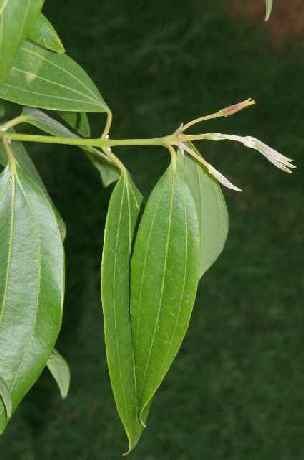 Cinnamomum tamala: Twig of Indian Laurel
