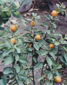 Citrus sinensis: Orangenbäumchen