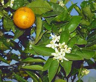 Citrus sinensis: Orangen