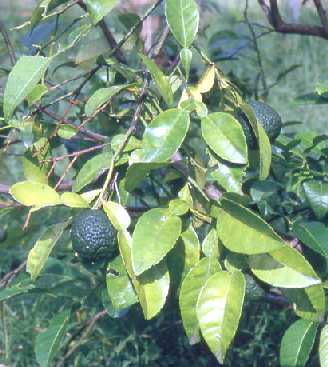 Citrus aurantifolia: Lime shrub