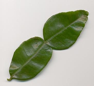 Citrus hystrix: Wild lime leaf