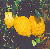 Citrus medica: Edible citron