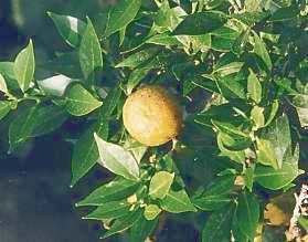 Citrus aurantium var. myrtifolia: Myrtenblättrige Bitterorange