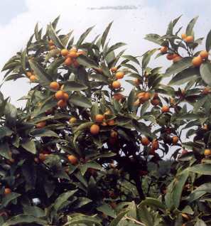 Fortunella margarita: Oval kumquat tree