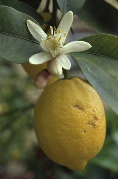 Citrus limon: Zitronenblüte, Zitronenfrucht