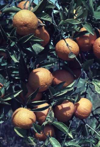 Citrus sinensis: Orangenzweig