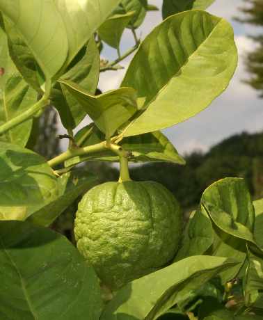 Citrus aurantifolia: Unreife Limette am Baum