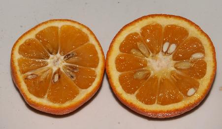 Citrus aurantium: Bitterorange im Querschnitt
