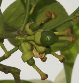 Citrus aurantifolia: Immature lime fruits