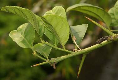 Citrus aurantifolia: Prickly lime twig