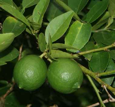 Citrus aurantifolia: Unreife Limetten am Zweig