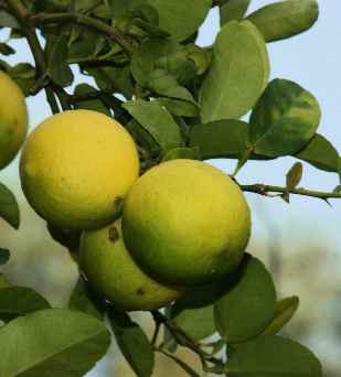Citrus aurantifolia: Limettenfrucht