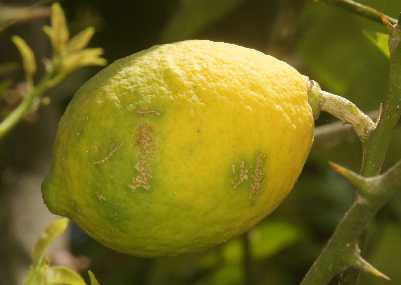 Citrus limon: Himalayan lemon fruit