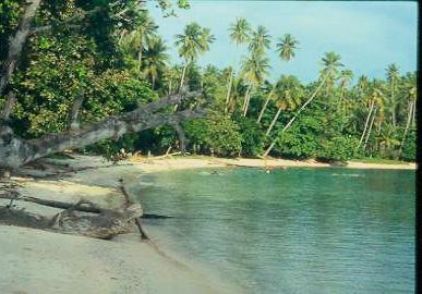 Cocos nucifera: Kokospalmenstrand