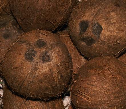 Cocos nucifera: Coconuts with three marks