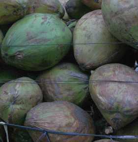 Cocos nucifera: Grüne Kokosnußfrüchte