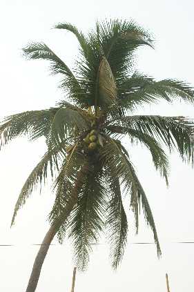 Cocos nucifera: Kokosbaum