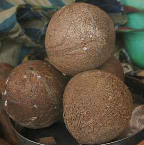 Cocos nucifera: Shelled coconut