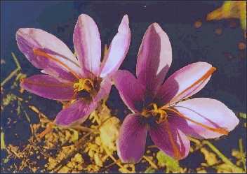 Crocus sativus: Safran-Blüten