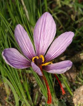 Crocus sativus: Safranblüte