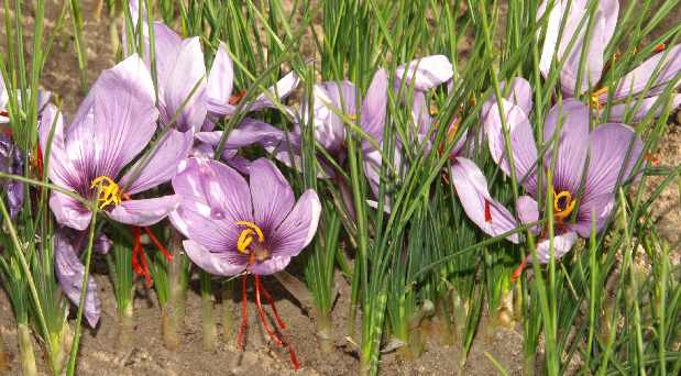 Crocus sativus: Group of saffron plants