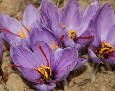 Crocus sativus: Saffron flowers in Kashmir