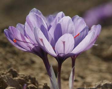 Crocus sativus: Safranblüten in Kashmir