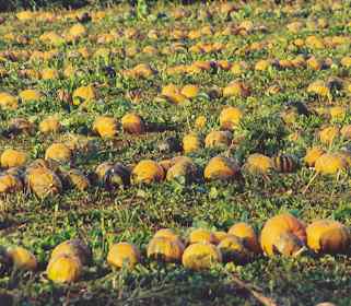 Cucurbita pepo var. styriaca: Oilseed pumpkin harvesting